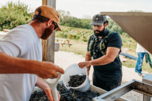 Man pouring a bucket of grapes into a container.